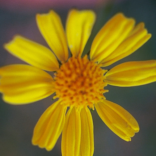 Brittlebush Organic, handcrafted, healing flower essences