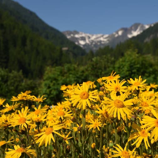 Arnica for Trauma