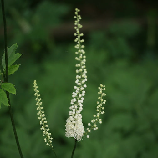 Black Cohosh - Release Imprints of Violence