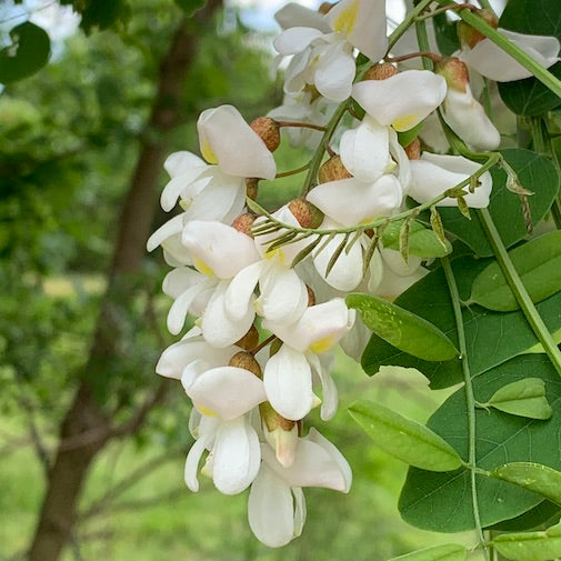 Black Locust