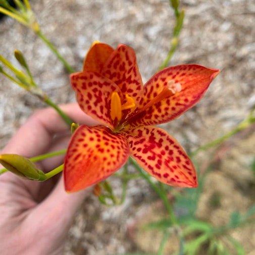 Blackberry Lily - Release Trauma