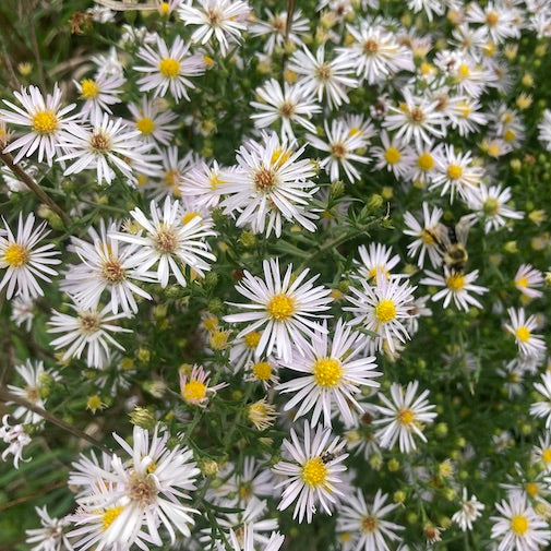 Asters For End-Of-Life Care