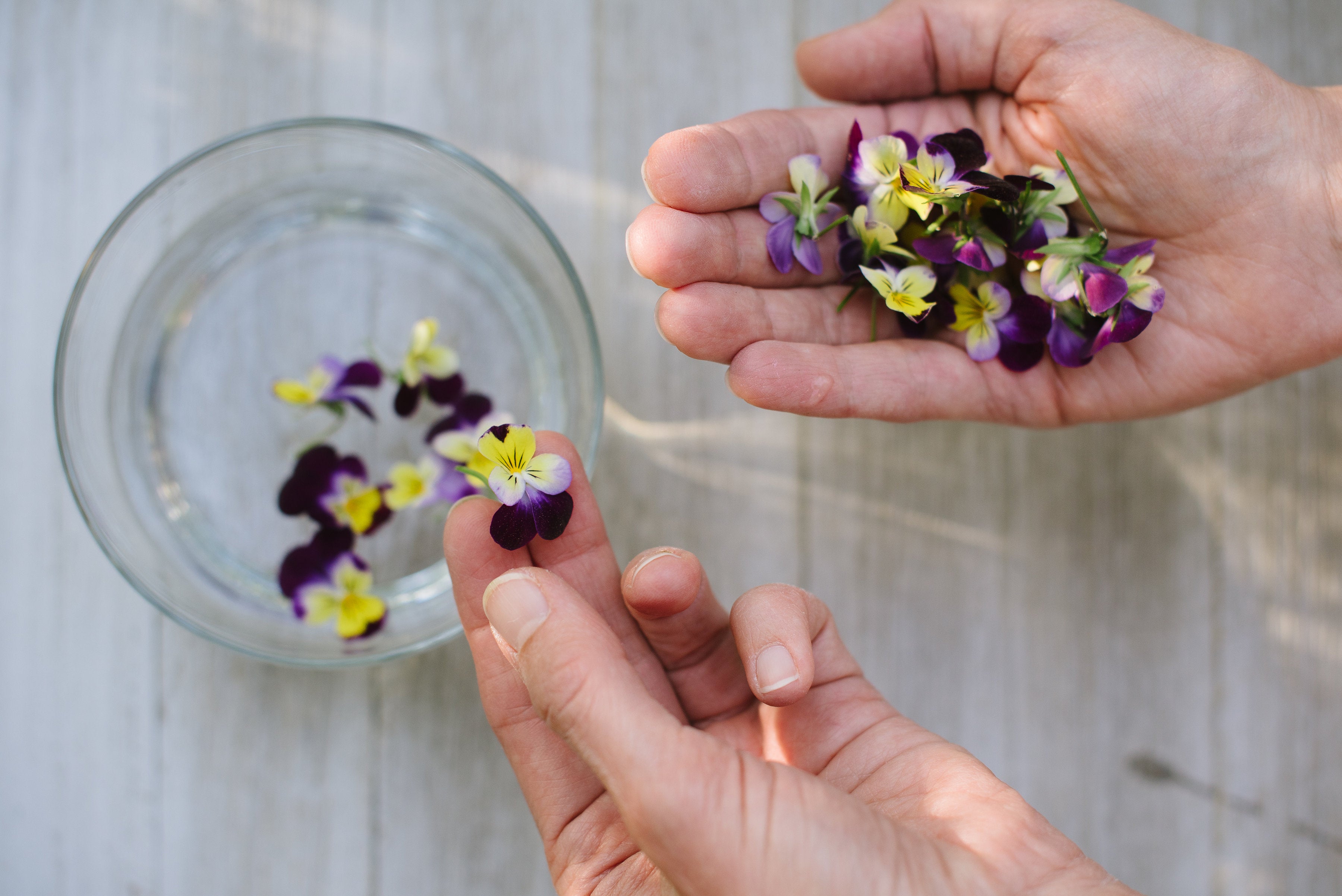 The Seven Secrets of Flower Essences