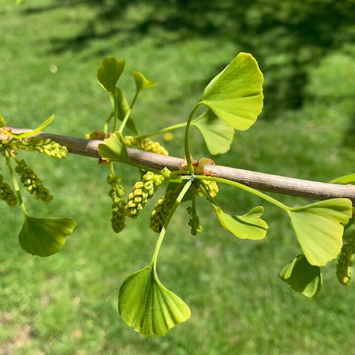 Ginkgo Biloba Research Study