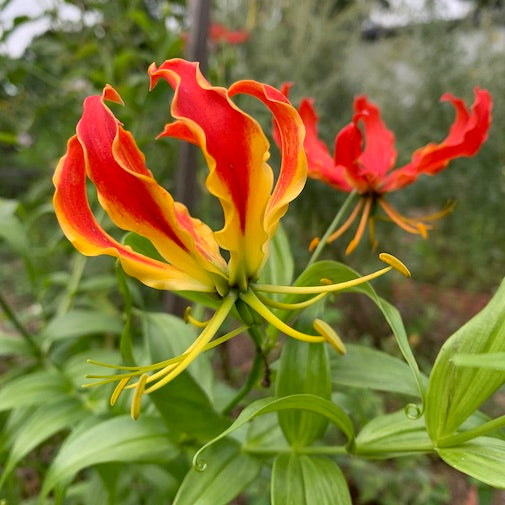 Gloriosa Lily for Male-Induced Trauma