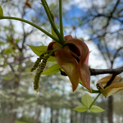 Shellbark Flower Shagbark Hickory (Carya ovata) Flower Essence | Delta Gardens News blog