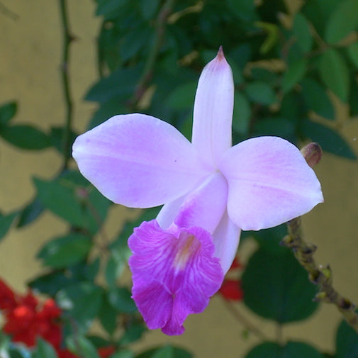 Arundina - Bamboo Orchid