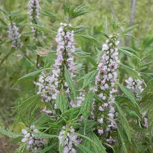 Favorite Essence #2 - Motherwort