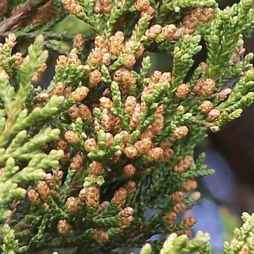 Favorite Essence #1 - Eastern Red Cedar