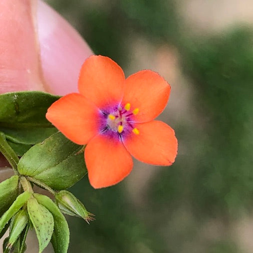 Scarlet Pimpernel