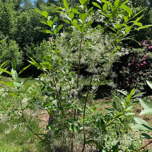 Fringe Tree Research Study