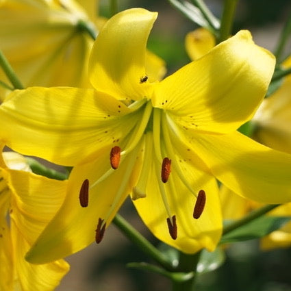 Sunray Lily - Freedom From Abusers