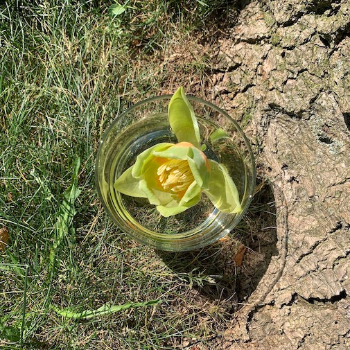 Tulip Poplar Research Study
