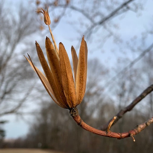 The Winter Tulip