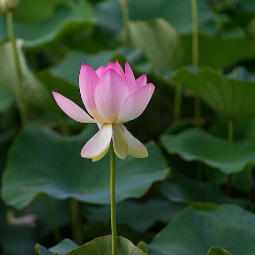 Devic Healing Temple