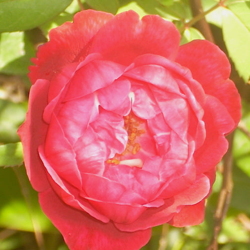 Lokelani Rose | Organic, hand-crafted, healing flower essences Lokelani Rose | Organic, hand-crafted, healing flower essences