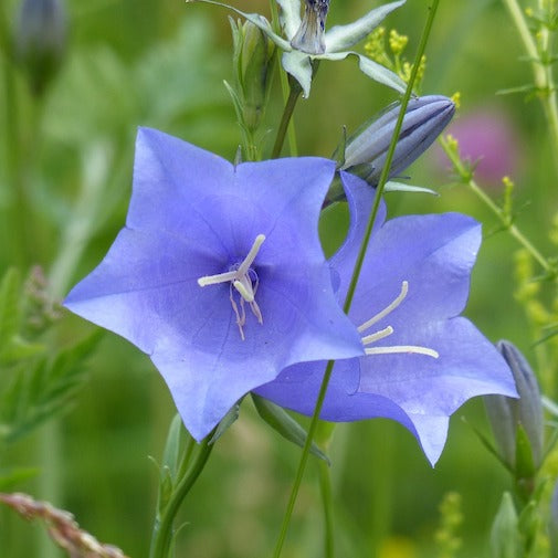 Manifesting Your Best Life