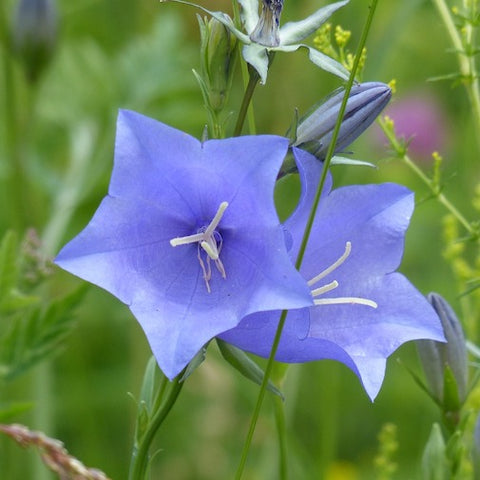 Manifesting Your Best Life