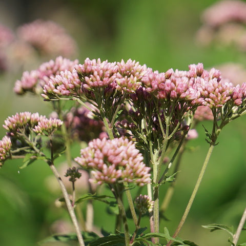 Hemp Agrimony