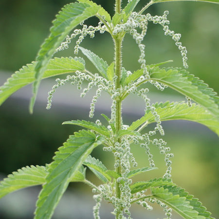 Nettle Nettle