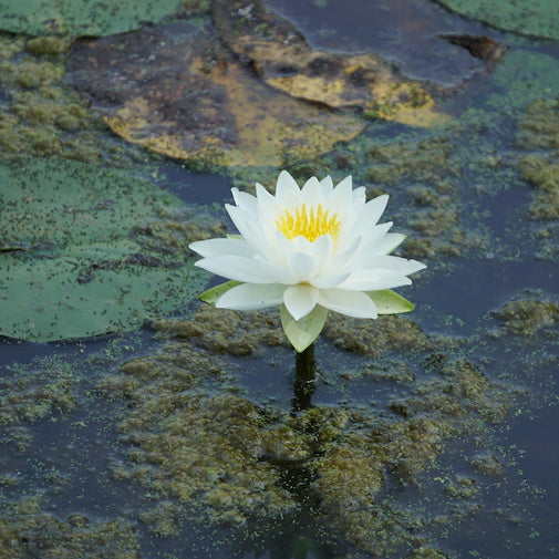 lily pod flower Water Lily