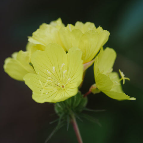 Self-Esteem - Damage and Repair