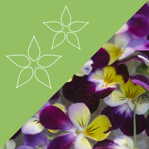 Pansy Plus 27