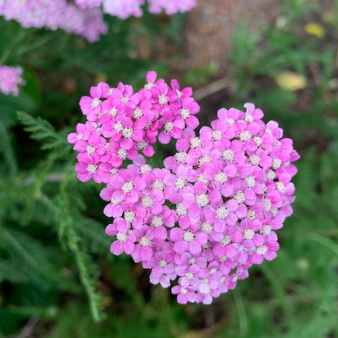 Yarrow Blend