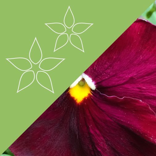 Pansy Plus 26 - 1 ounce