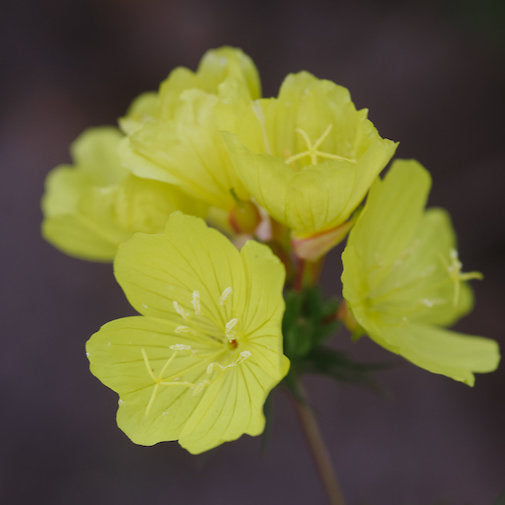 Missouri Primrose