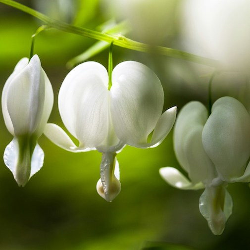White Bleeding Heart