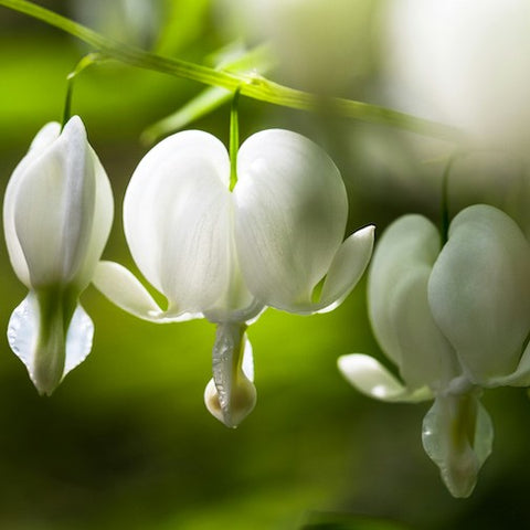 White Bleeding Heart