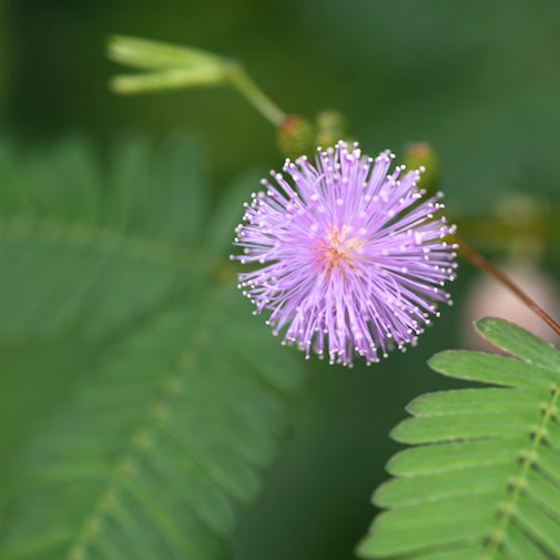 Mimosa