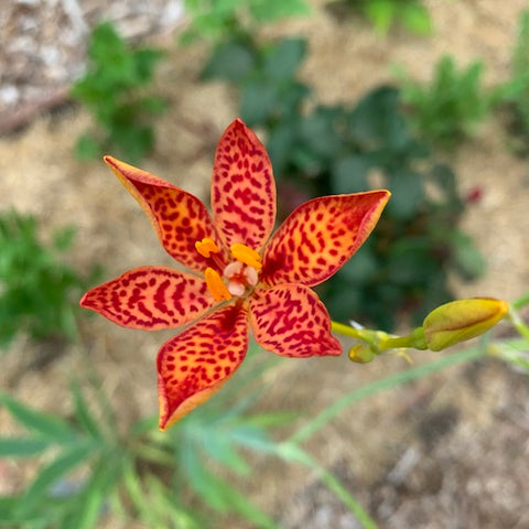 Blackberry Lily