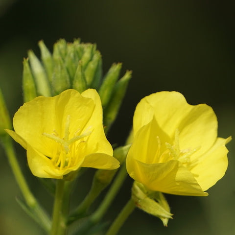 Evening Primrose