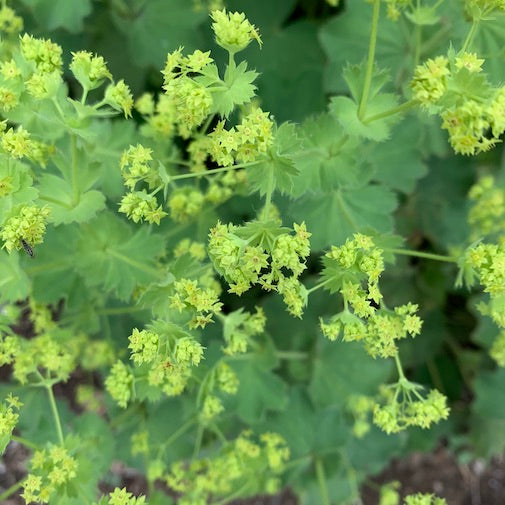 Lady’s Mantle