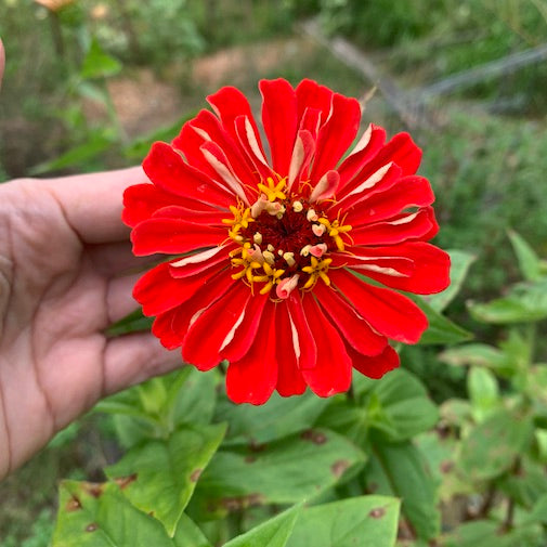 Zinnia