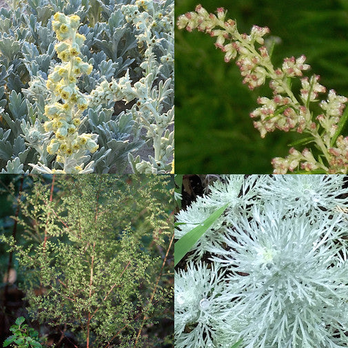 Artemisia Set
