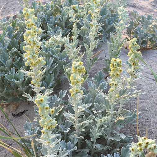 Beach Wormwood