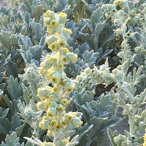 Beach Wormwood