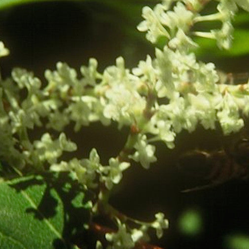 Japanese Knotweed