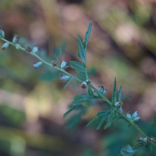 Mugwort