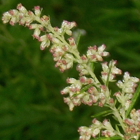 Variegated Wormwood