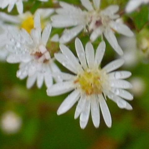 Bushy White Aster