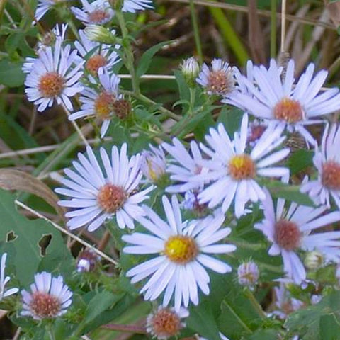 Rough Leafed Violet Aster