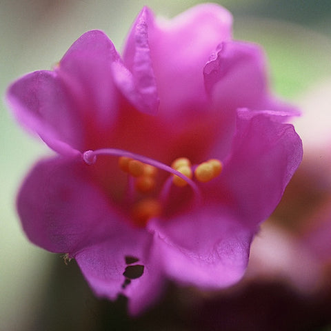 Arizona Four O’Clock