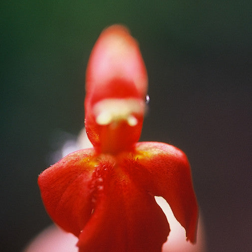 Crimson Monkeyflower