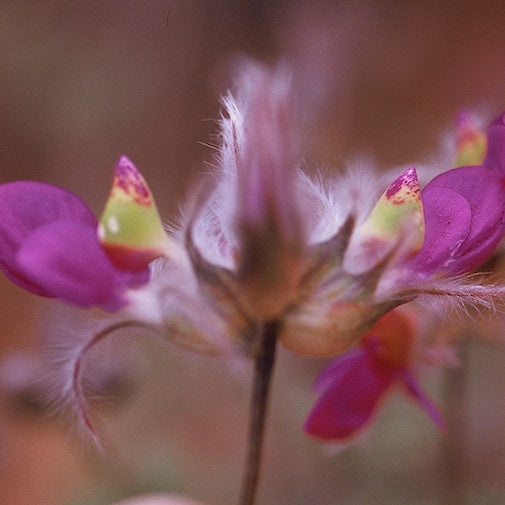 Desert Birdbush