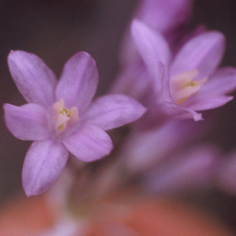 Desert Hyacinth