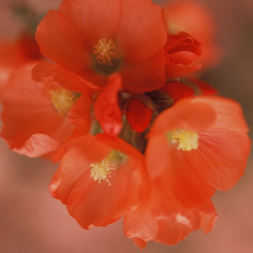 Desert Globe Mallow